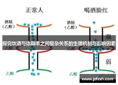 探究饮酒与体脂率之间复杂关系的生理机制与影响因素